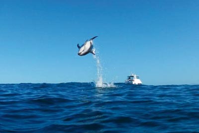 Dolphin Encounter Swim ab Kaikoura